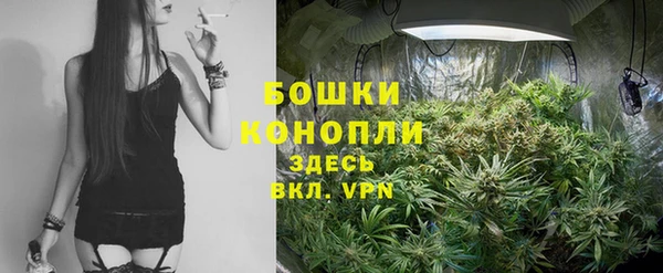 сатива Аркадак